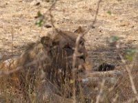 Marion, Romane South Africa 2014 (36 of 63) : KNP Satara area, Marion visit